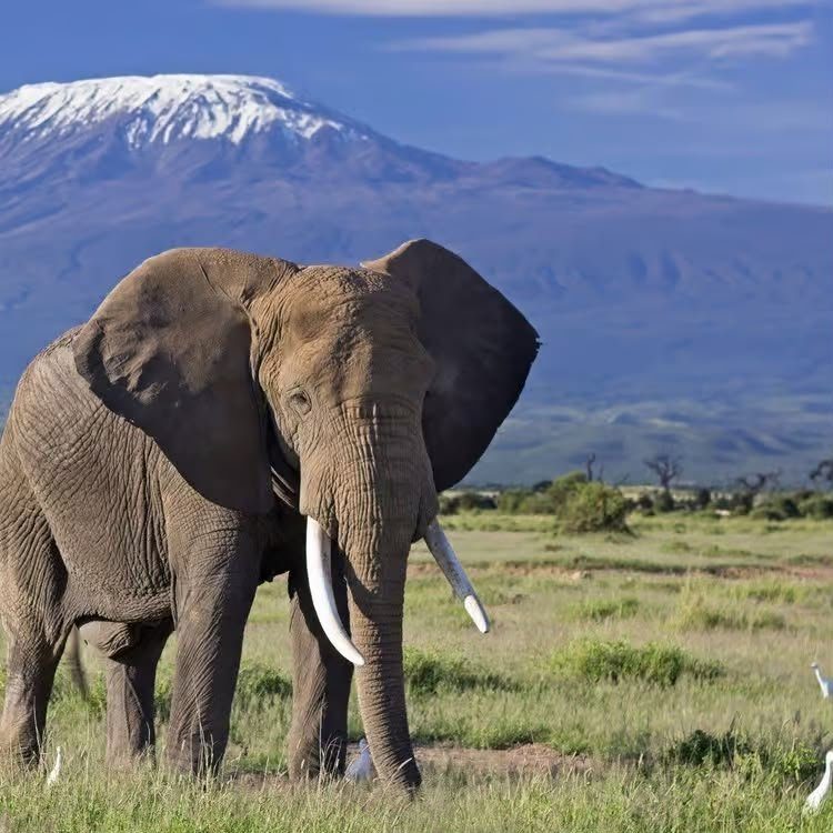 Amboseli elephants beneath Kilimanjaro
