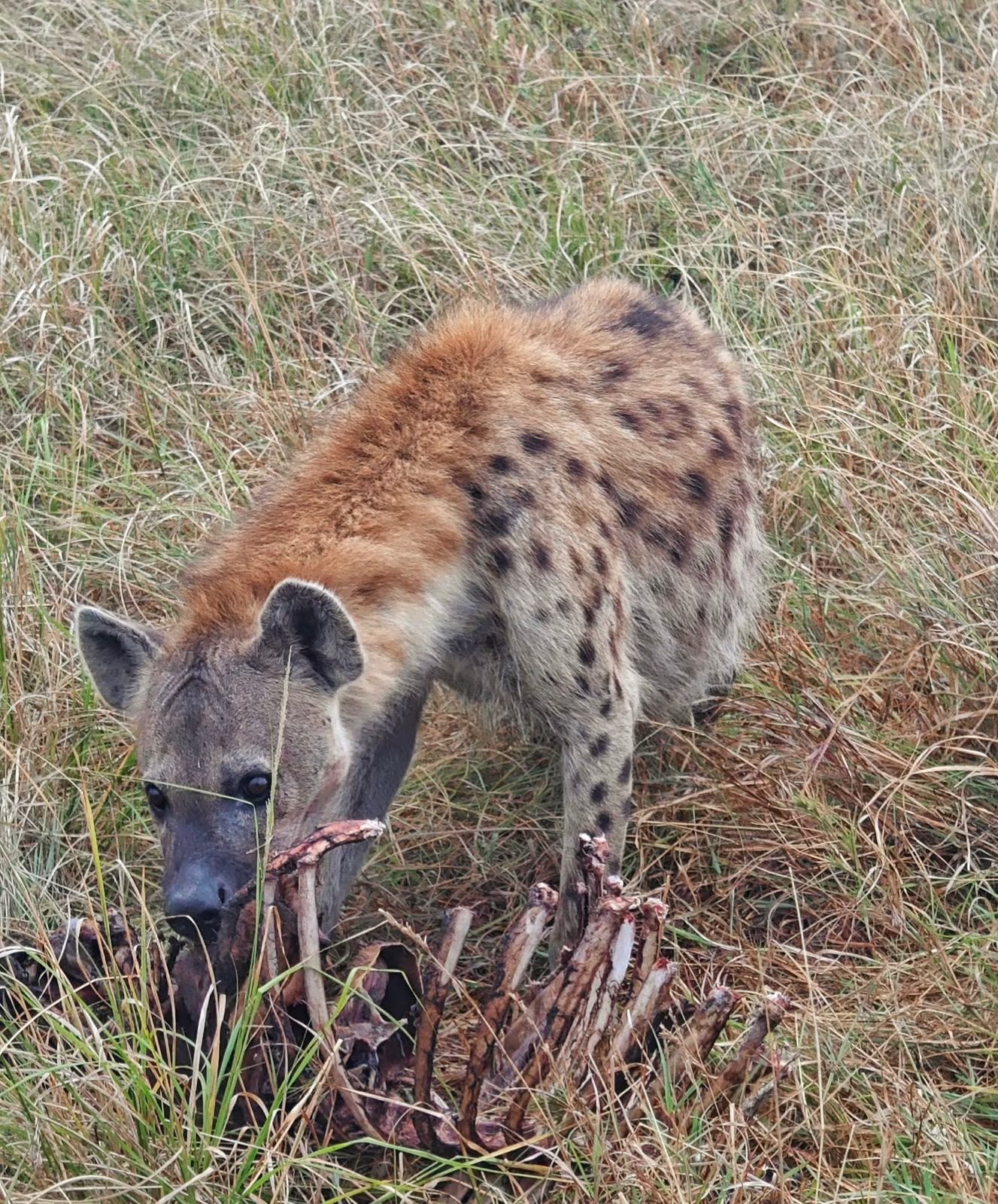Spotted hyena in the Kenyan wild
