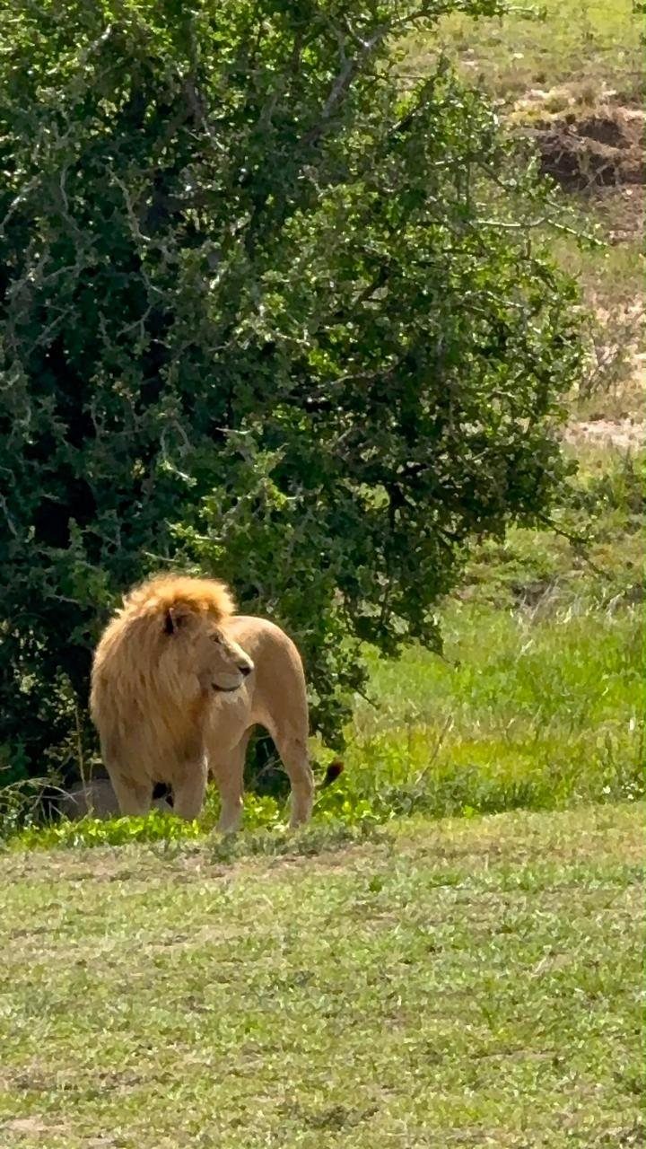 Male lion in the Maasai Mara