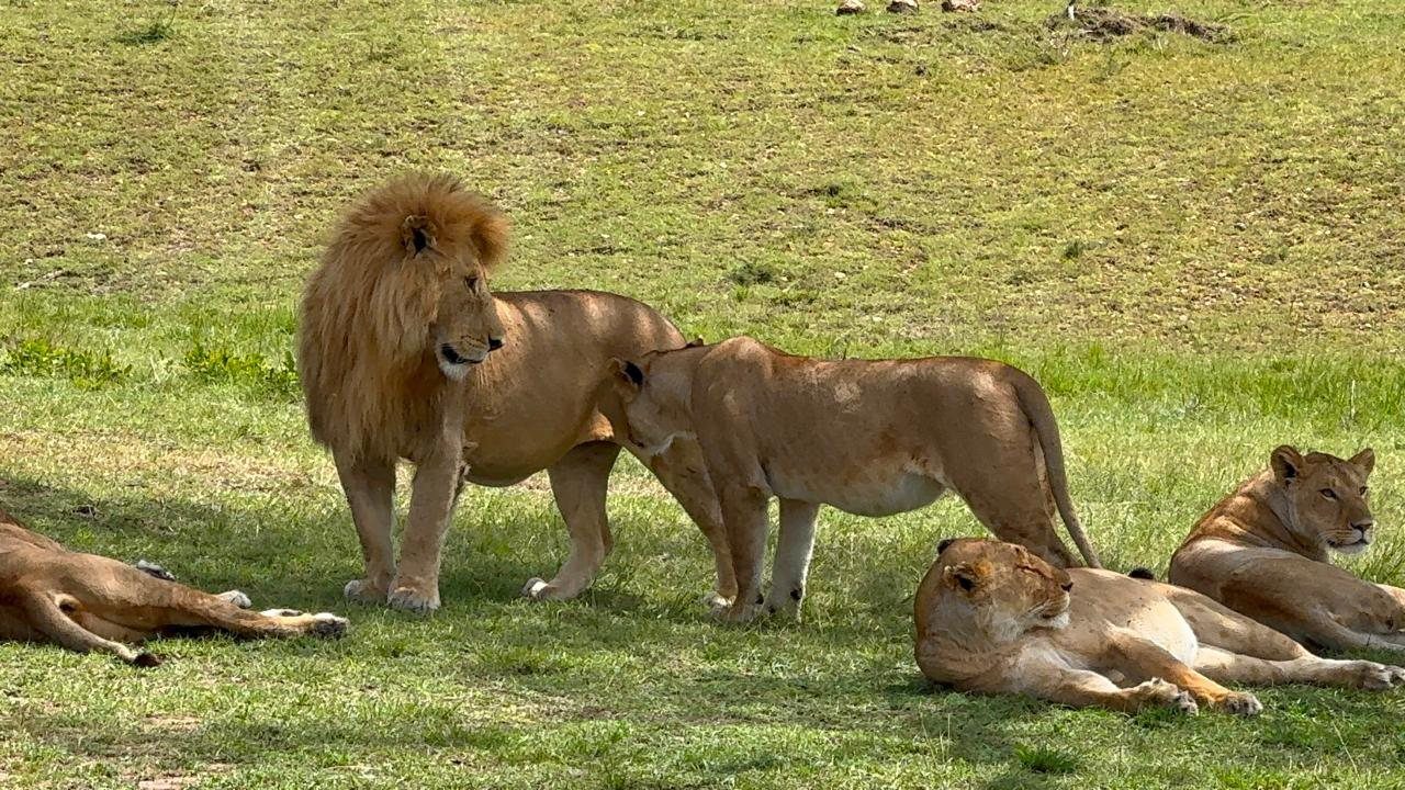 Lion in the Maasai Mara