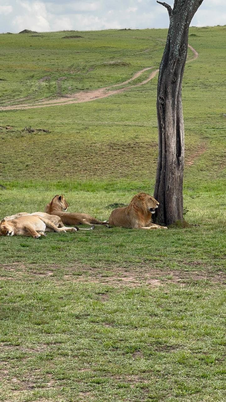 Lion pride resting in the Maasai Mara