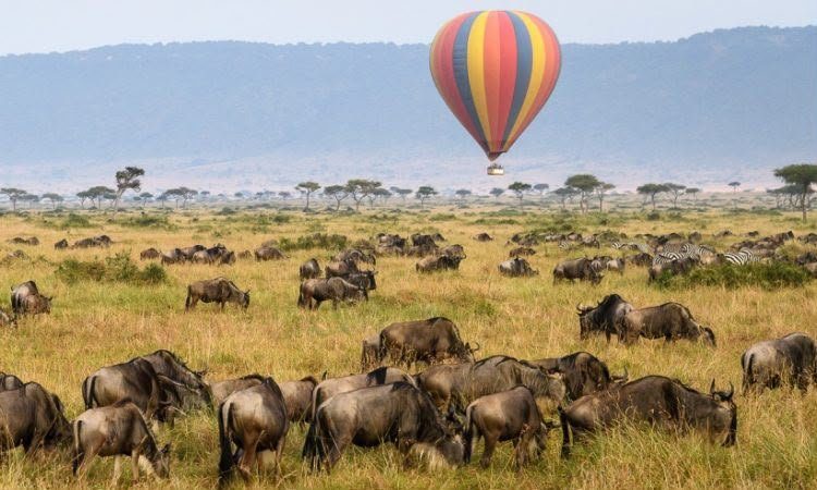 Elephant on the Kenyan plains