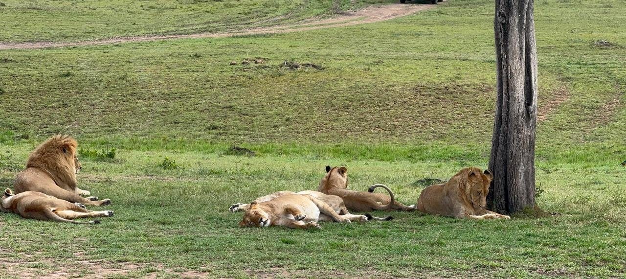 Lion pride resting under a tree in the Maasai Mara