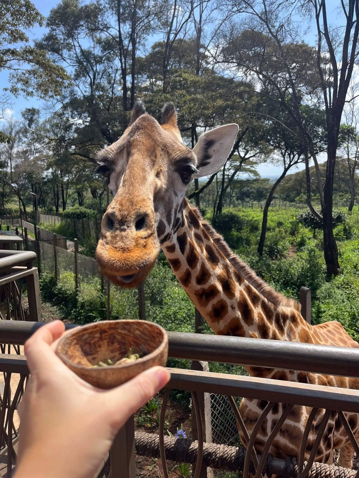 Giraffe at the Giraffe Centre in Nairobi