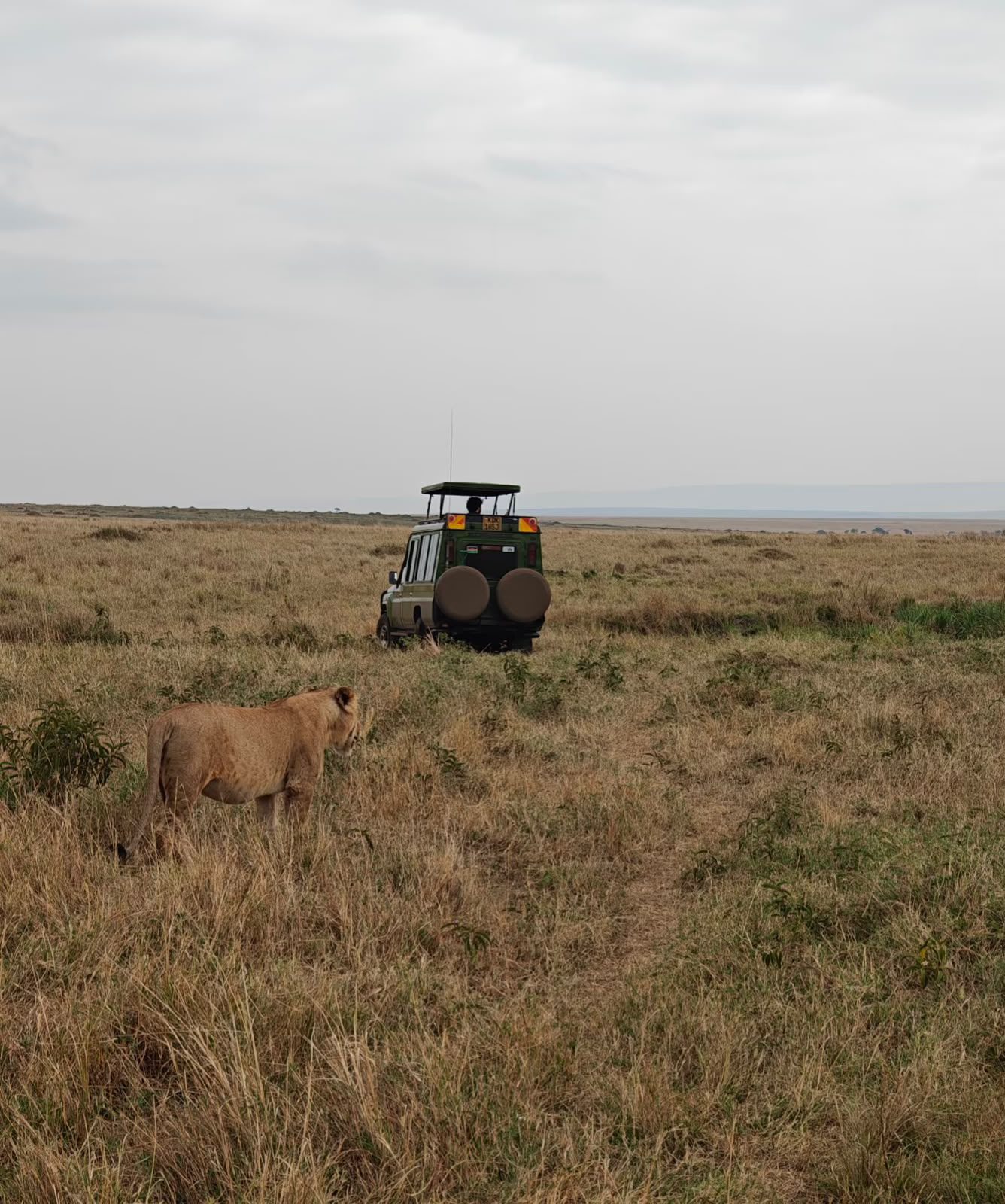 Lion and safari vehicle in Nairobi National Park